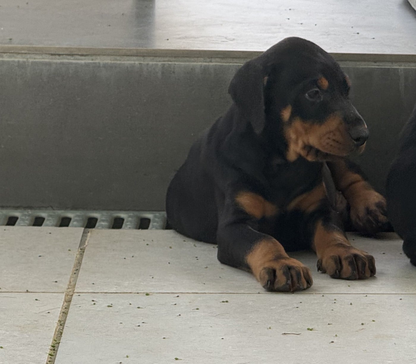 Chiot N°3