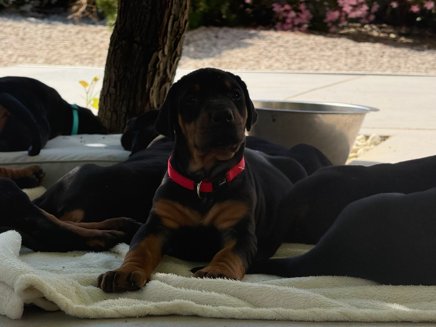 Chiot N°4