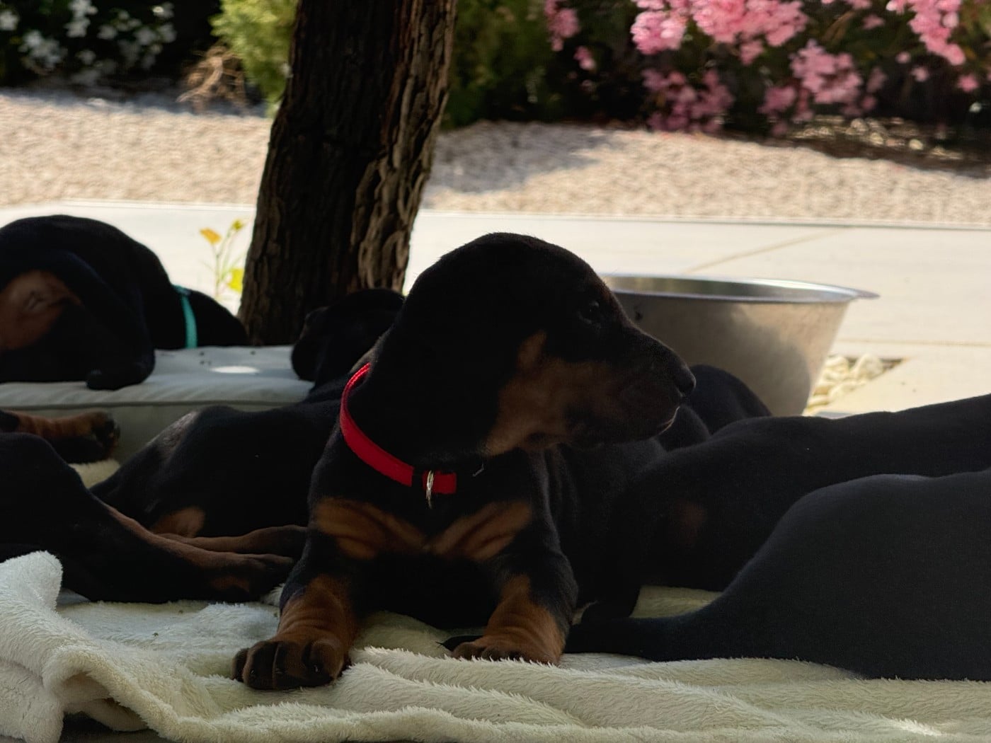 Chiot N°4