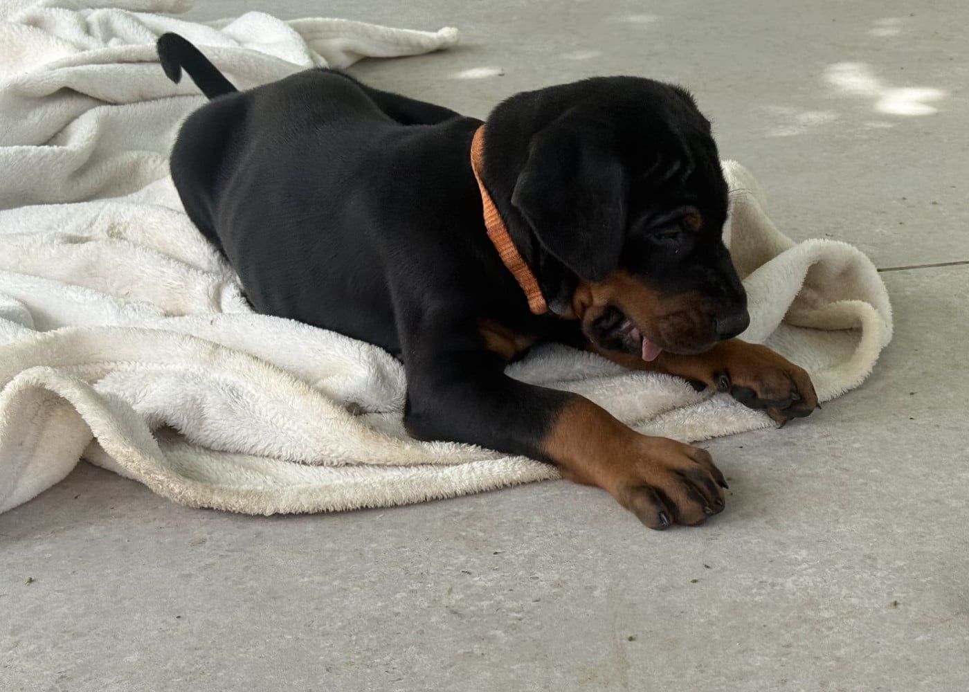 Chiot N°6