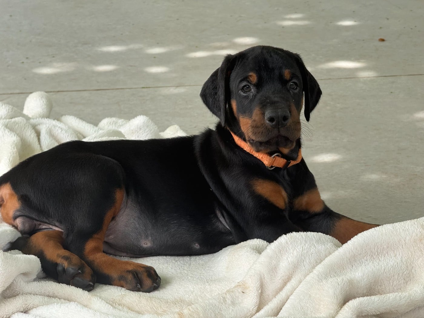 Chiot N°6