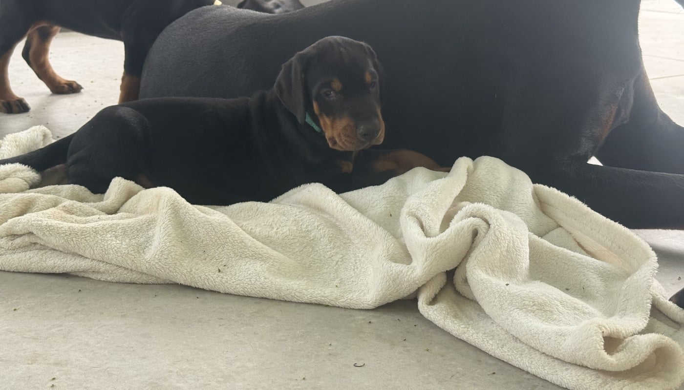 Chiot N°8