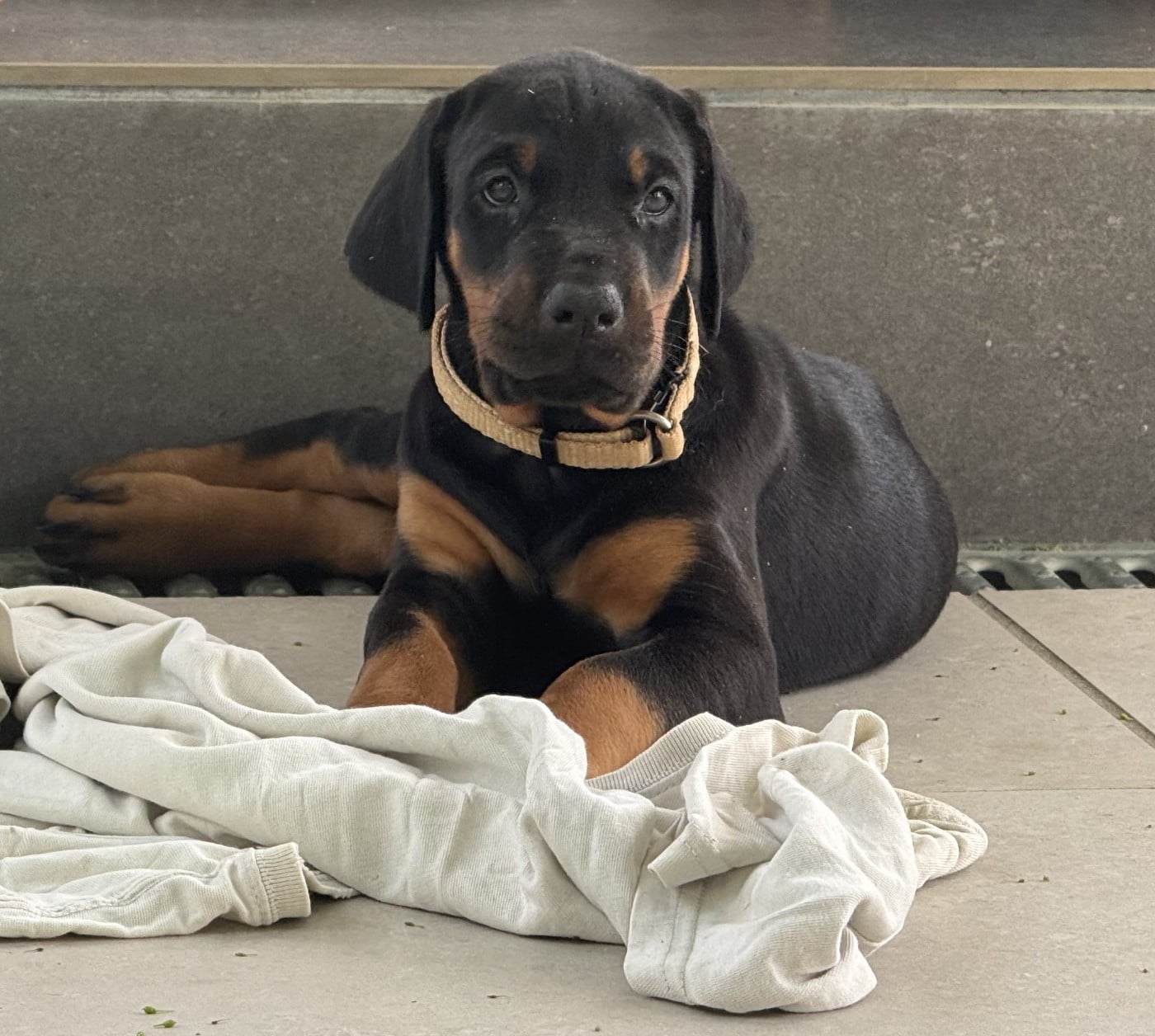 Chiot N°9