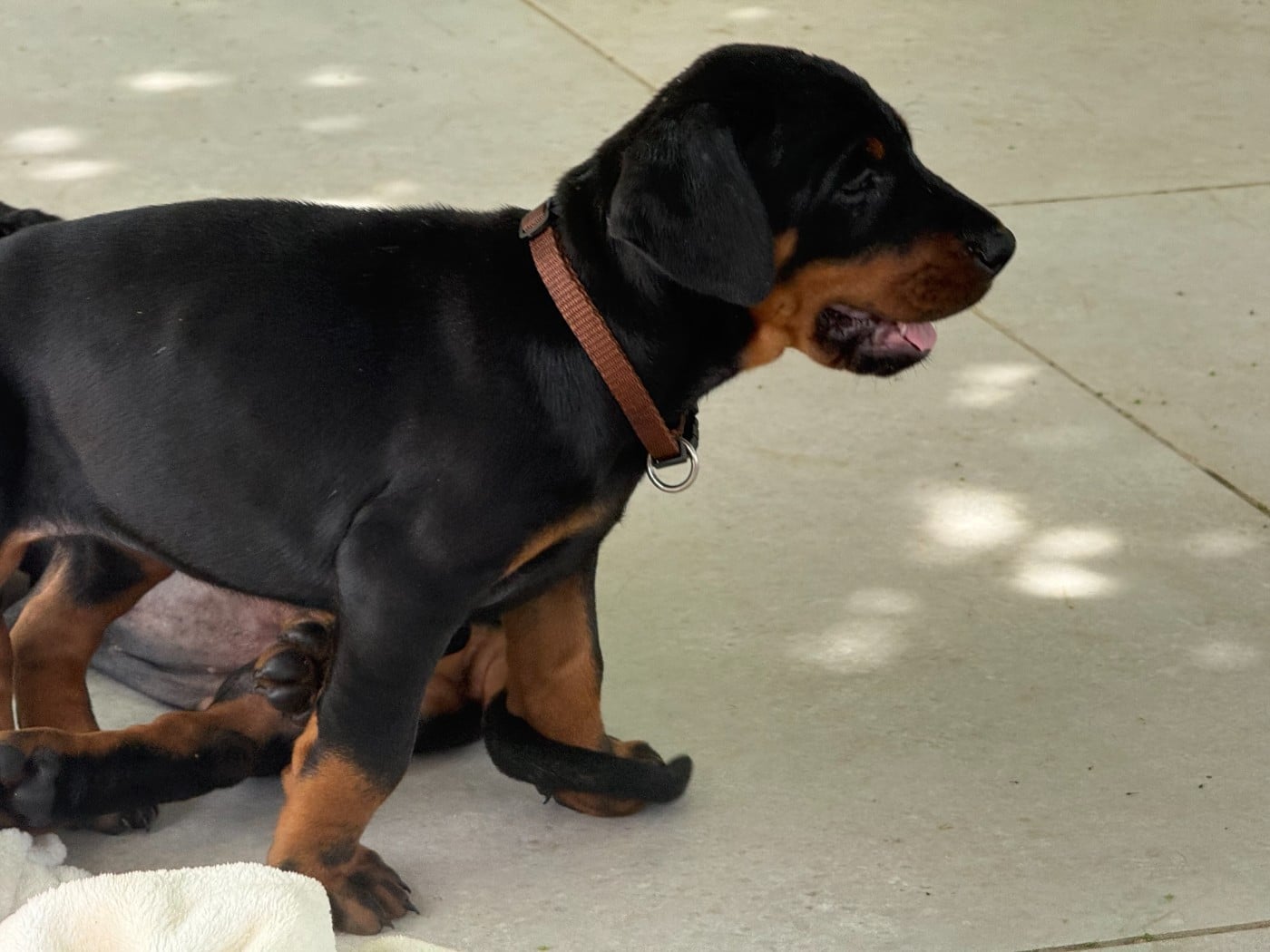 Chiot N°10