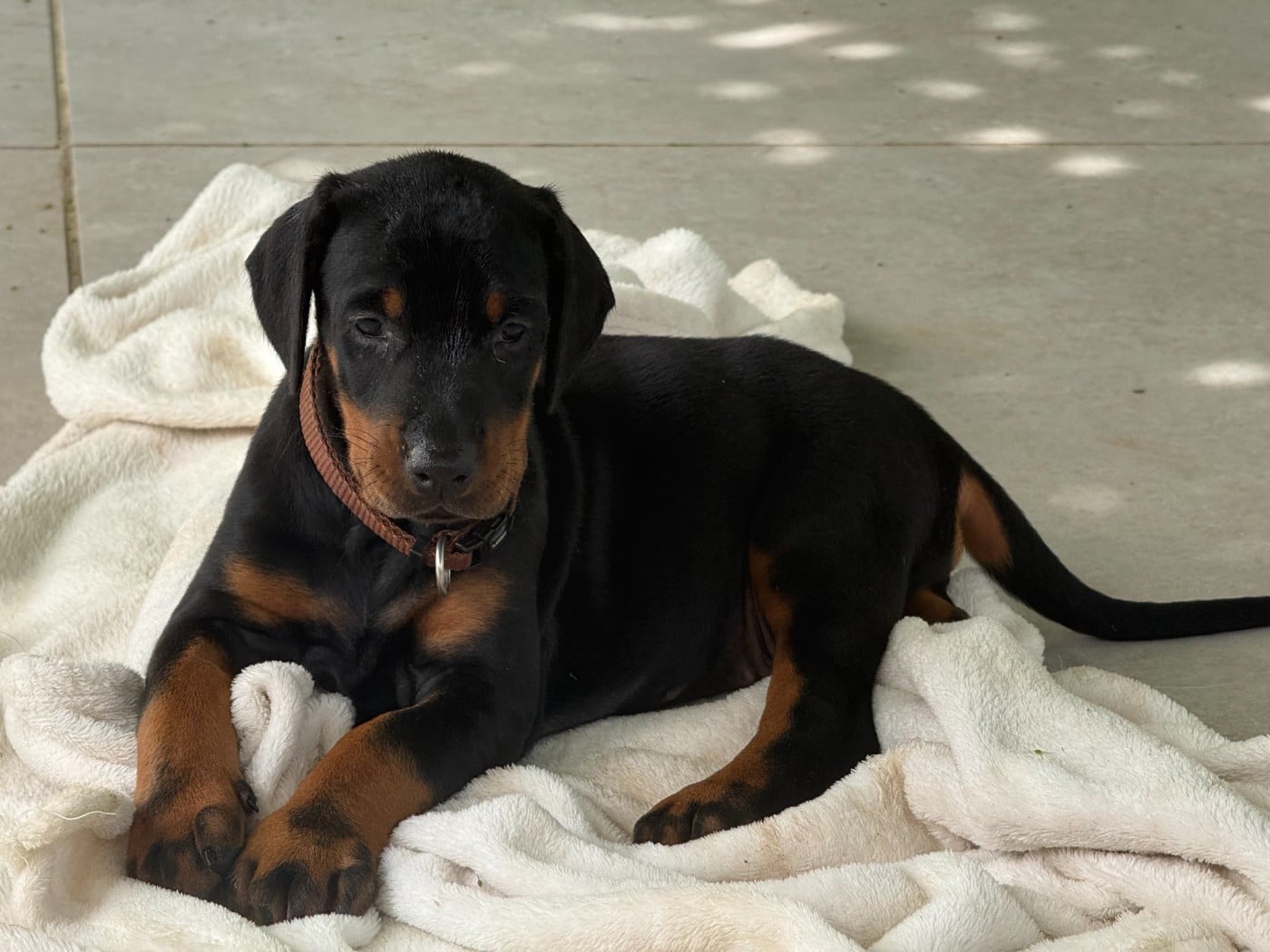 Chiot N°10