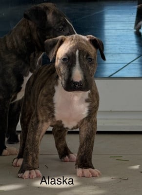 Les chiots de Bull Terrier