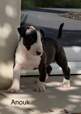 Les chiots de Bull Terrier