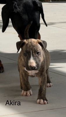 Les chiots de Bull Terrier