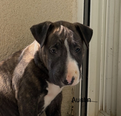 Les chiots de Bull Terrier