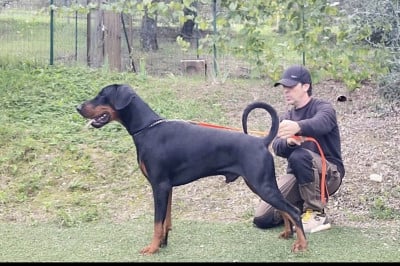 Chiot N°2 - Dobermann