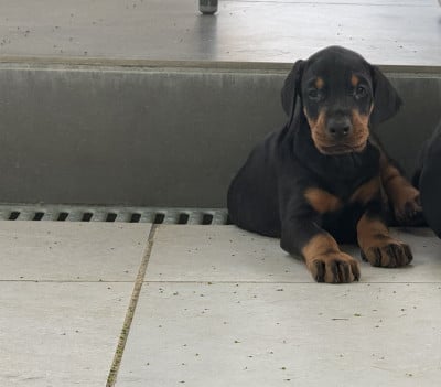 Les chiots de Dobermann