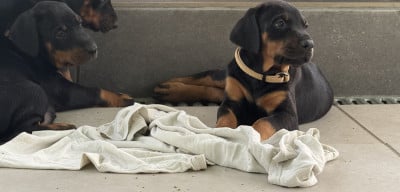 Les chiots de Dobermann