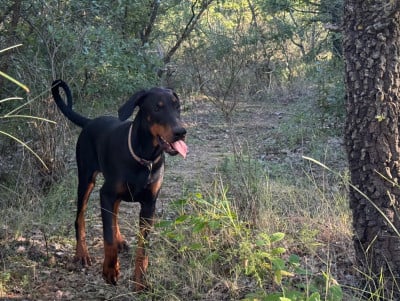 Les chiots de Dobermann