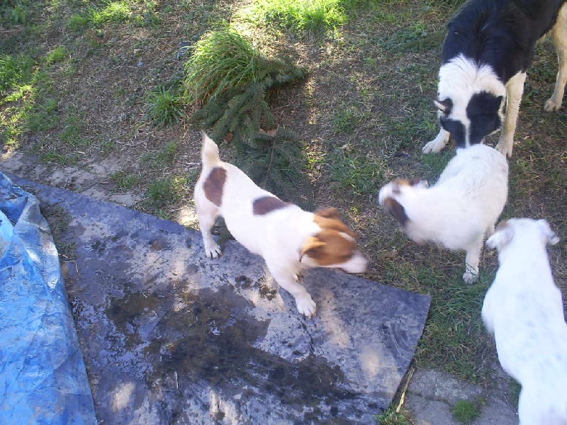 Publication : Du domaine de riboulon Auteur : Lebillif Florence