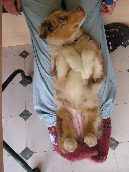 Publication : des soupirs d'alizée Auteur : Lolo