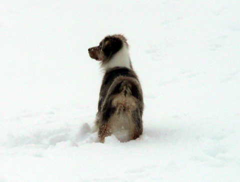 Publication : des soupirs d'alizée Auteur : Lolo