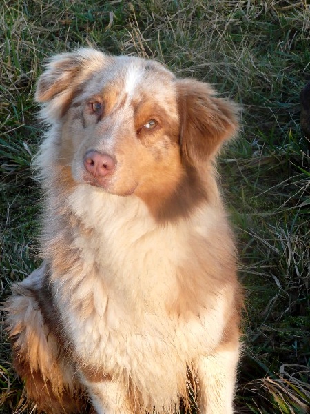 Publication : des soupirs d'alizée Auteur : Lolo