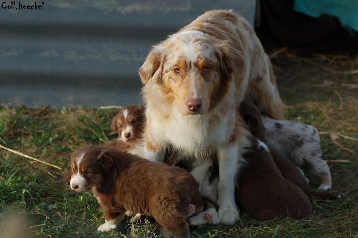 Publication : des soupirs d'alizée Auteur : Lolo