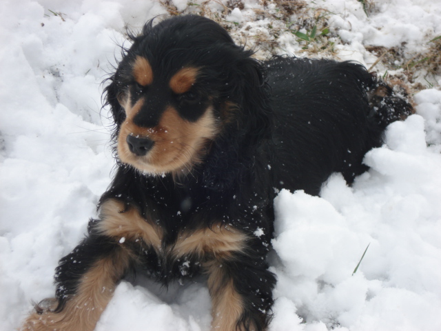 Publication : de la ferme de Chambaran Auteur : ludivine.oddoux