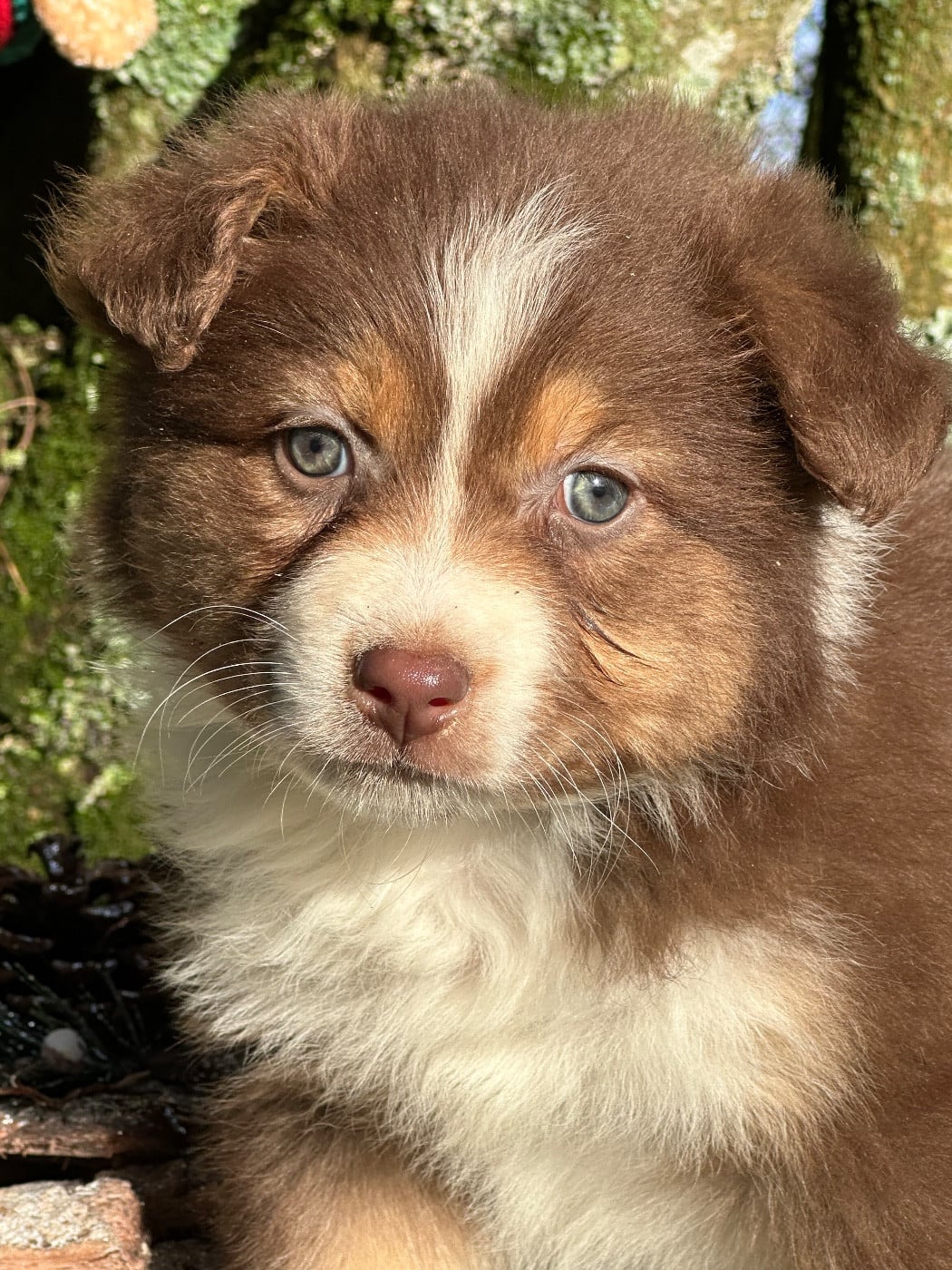 Berger Australien - de l'Empereur Sirius