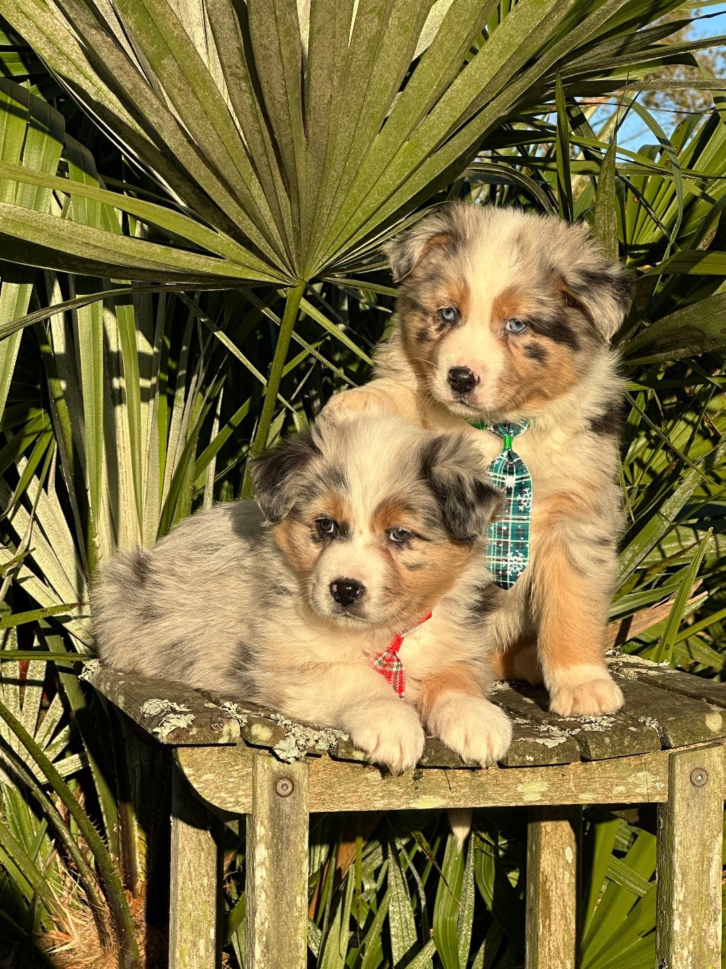 Berger Australien - de l'Empereur Sirius