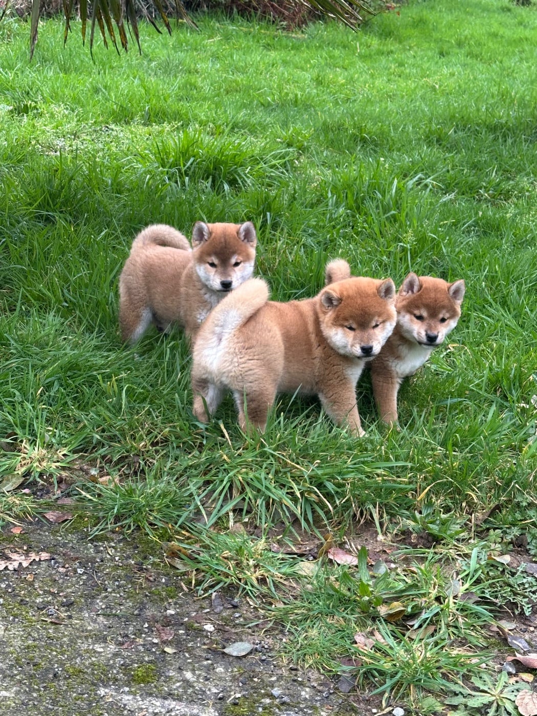 Shiba - de l'Empereur Sirius