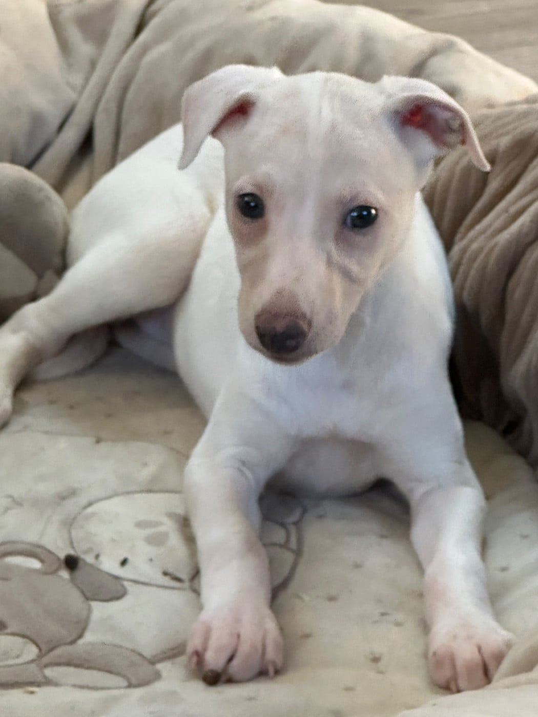 Whippet - de l'Empereur Sirius