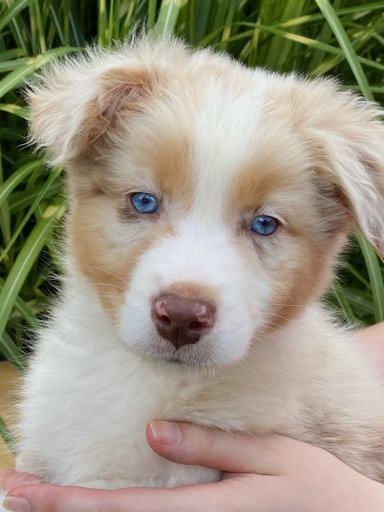 Chiot Berger Australien, mâle disponible en Bretagne, 56