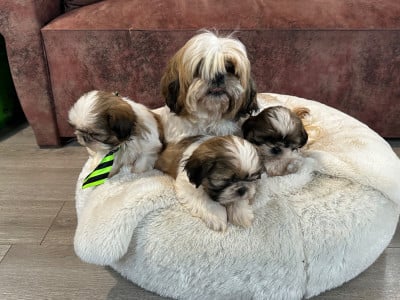 Shih Tzu