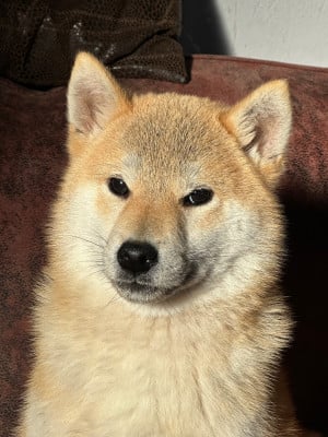 Les chiots de Shiba