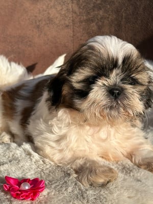 Les chiots de Shih Tzu