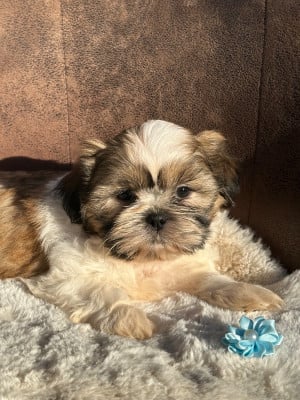 Les chiots de Shih Tzu