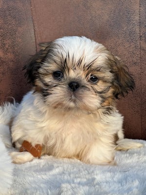Les chiots de Shih Tzu
