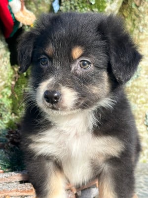 Les chiots de Berger Australien