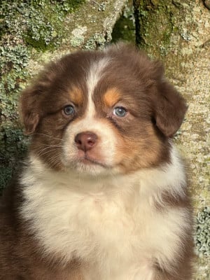Les chiots de Berger Australien