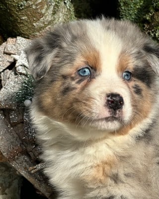 Les chiots de Berger Australien
