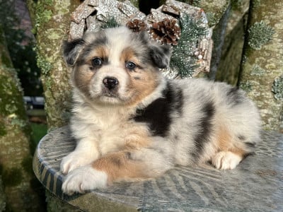 Les chiots de Berger Australien