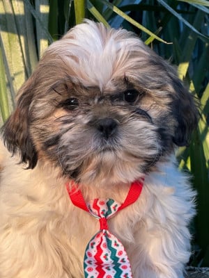 Les chiots de Shih Tzu