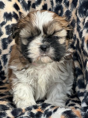 Les chiots de Shih Tzu