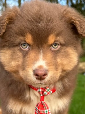 Les chiots de Berger Australien