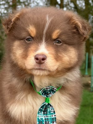 Les chiots de Berger Australien