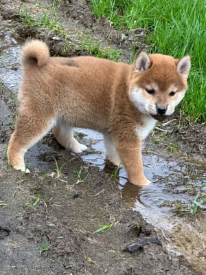 Les chiots de Shiba