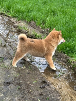 Les chiots de Shiba