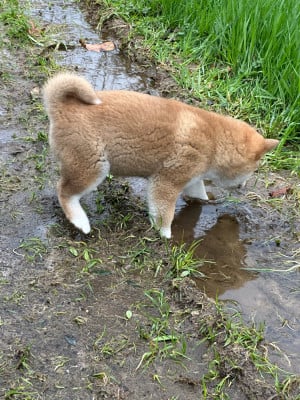 Les chiots de Shiba