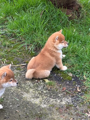Les chiots de Shiba