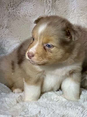 Les chiots de Berger Australien