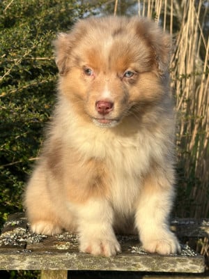 Les chiots de Berger Australien