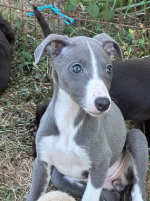 Les chiots de Whippet