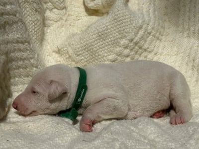 Les chiots de Whippet