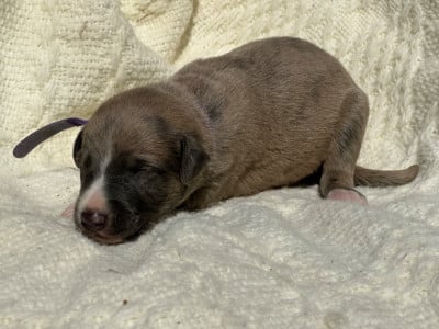 Les chiots de Whippet